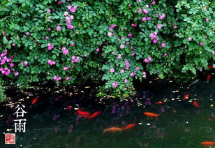 2019年濟南二十四節氣與谷類作物回顧