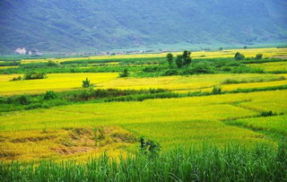 禾下乘涼夢，倉廩實(shí)而知榮光 14億中國人的糧食安全密碼